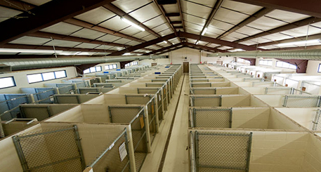 Clean Kennels in Texas